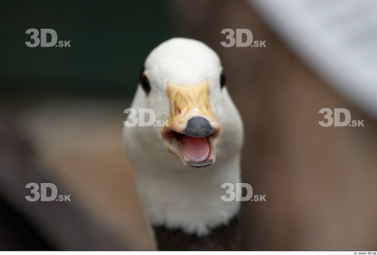 Mouth Goose