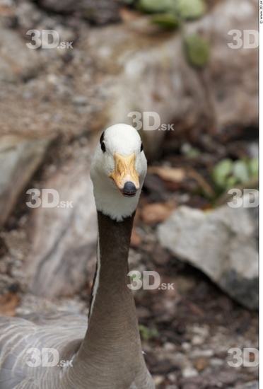 Head Goose