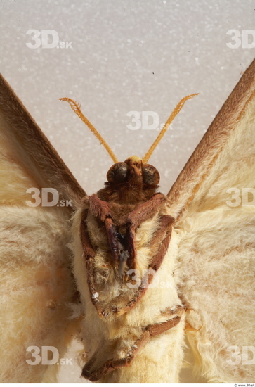 Upper Body Insect