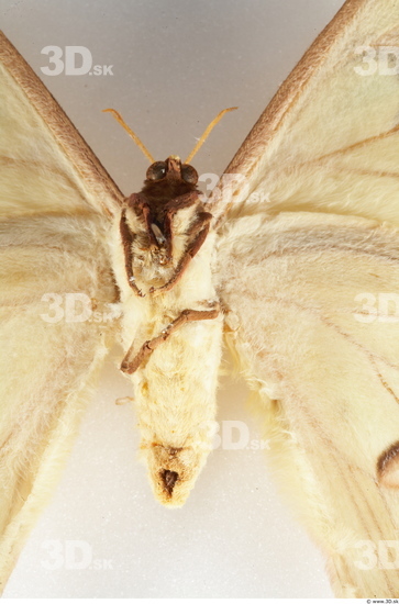 Upper Body Insect