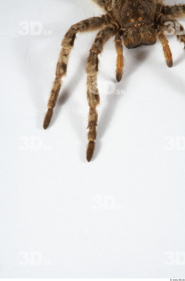 Leg Insect