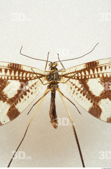 Upper Body Insect