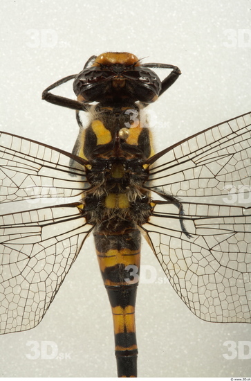 Upper Body Insect