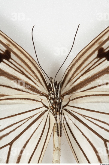 Upper Body Butterfly