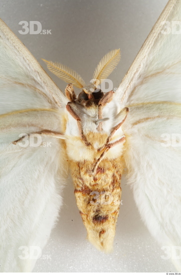 Upper Body Insect