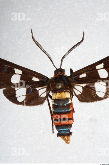 Upper Body Insect