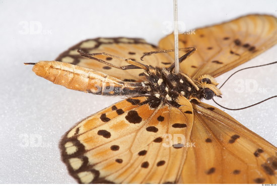 Upper Body Butterfly