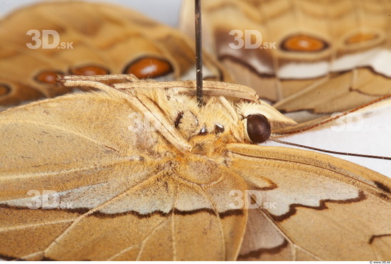 Upper Body Butterfly