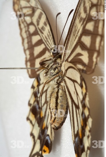 Upper Body Butterfly