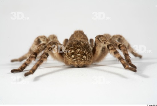 Head Spider