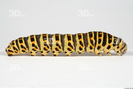 Whole Body Catterpillar