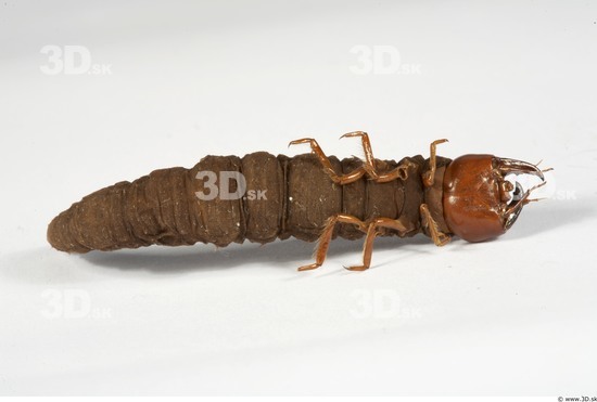 Whole Body Catterpillar