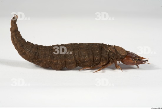 Whole Body Catterpillar