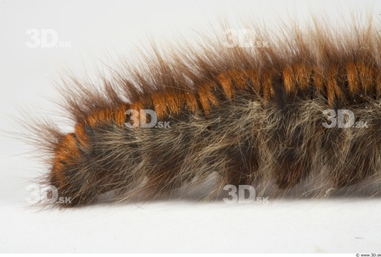 Whole Body Catterpillar