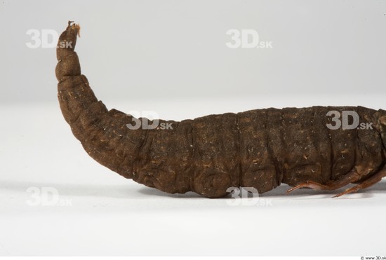 Whole Body Catterpillar