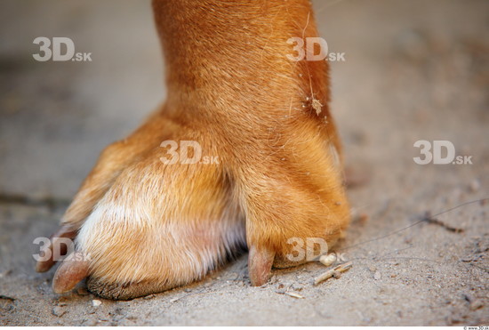 Foot Dog