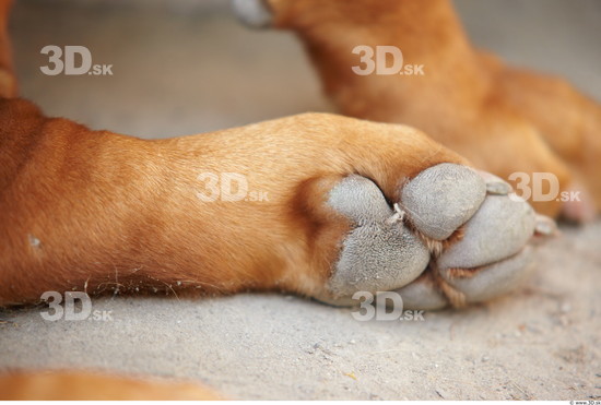 Foot Dog