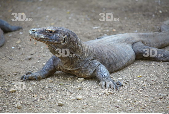 Upper Body Varan