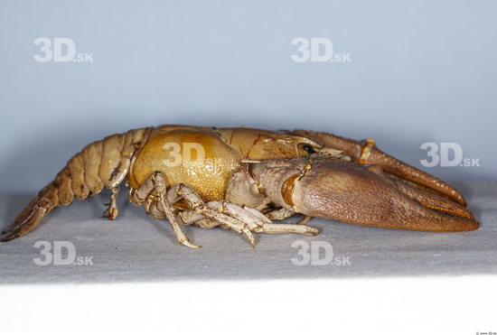 Whole Body Crawfish Animal photo references