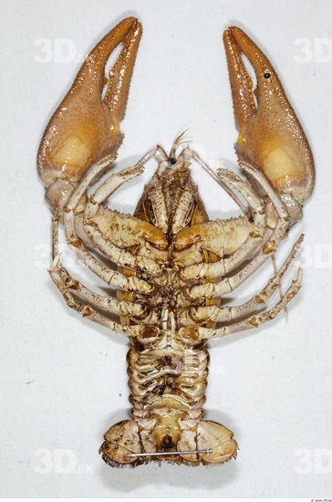 Whole Body Crawfish Animal photo references