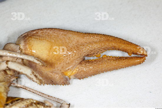 Arm Crawfish Animal photo references