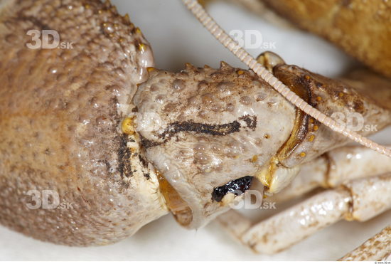 Crawfish Animal photo references