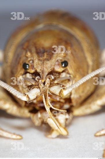 Hand Crawfish Animal photo references