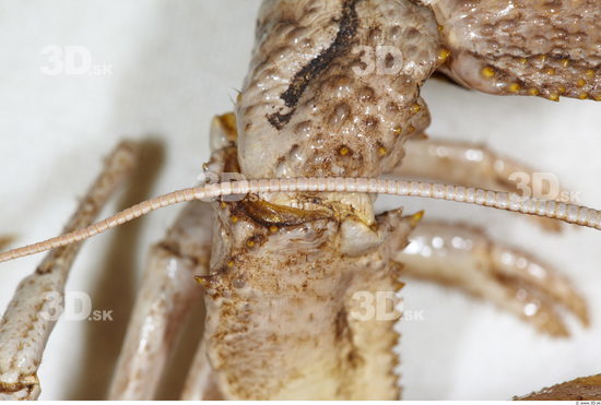 Leg Crawfish Animal photo references