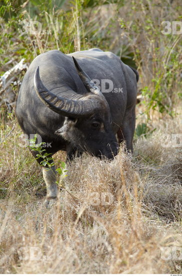 Whole Body Buffalo