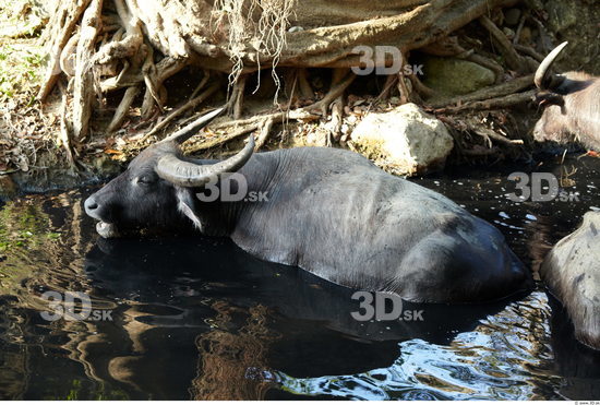 Head Buffalo