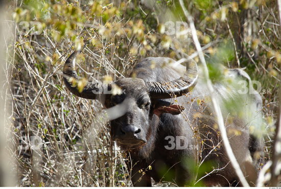 Head Buffalo