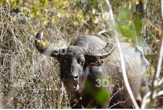 Head Buffalo