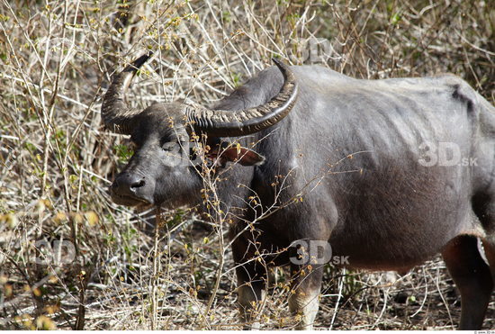 Head Buffalo