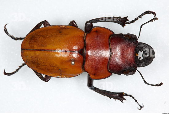 Whole Body Beetle