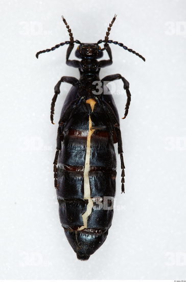 Whole Body Beetle