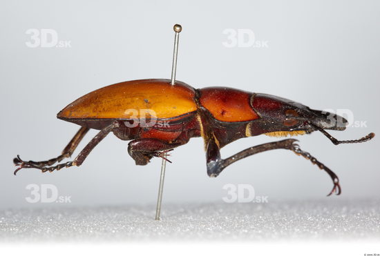 Whole Body Beetle