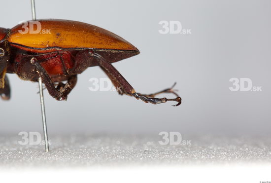 Leg Beetle