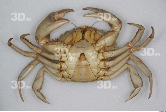 Whole Body Crab