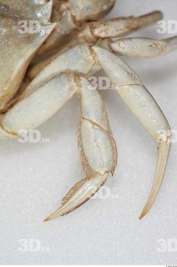 Leg Crab