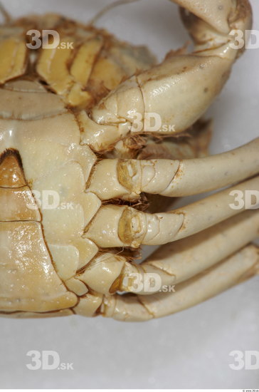 Leg Crab