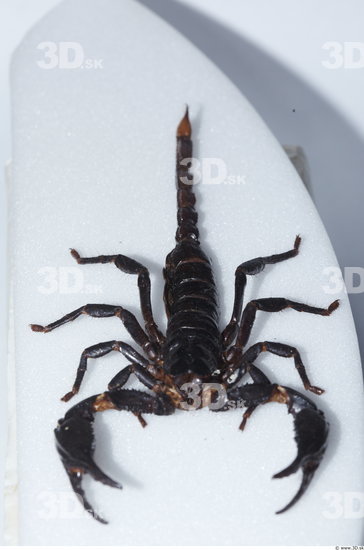 Whole Body Scorpion