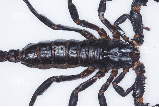 Upper Body Scorpion