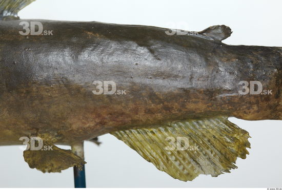 Upper Body Fish