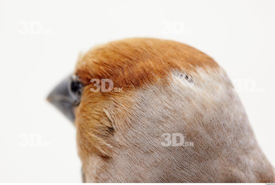 Head Bird