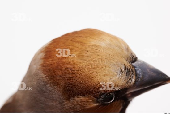 Head Bird