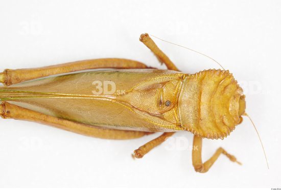 Upper Body Grasshopper