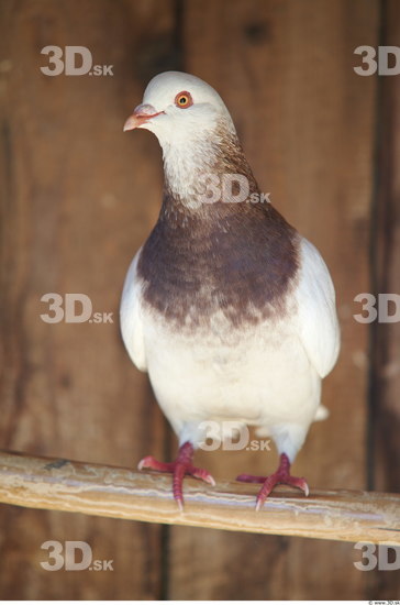 Whole Body Pigeon