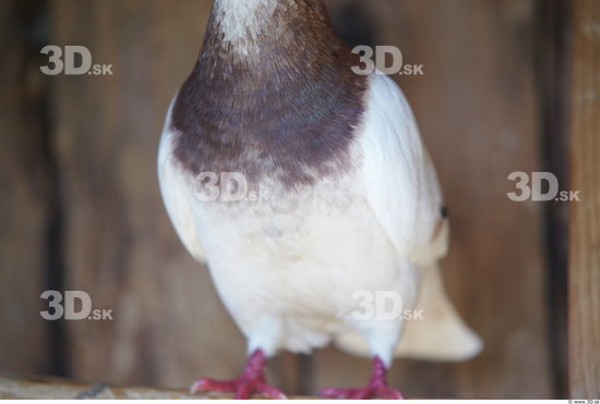 Upper Body Pigeon