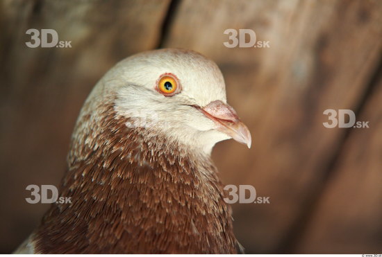 Head Pigeon