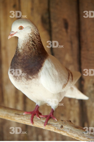 Whole Body Pigeon